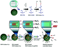 Graphical abstract: Mesoporous silica nanoparticles with redox-responsive surface linkers for charge-reversible loading and release of short oligonucleotides