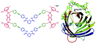 Graphical abstract: A new arene–Ru based supramolecular coordination complex for efficient binding and selective sensing of green fluorescent protein