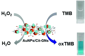 Graphical abstract: Au nanoparticles on citrate-functionalized graphene nanosheets with a high peroxidase-like performance