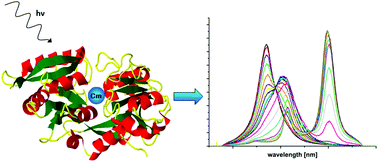 Interaction of Cm(iii) and Am(iii) with human serum transferrin studied ...