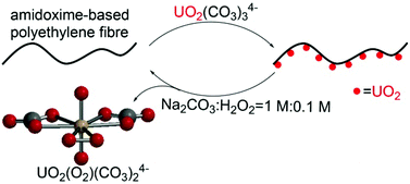 Graphical abstract: Carbonate–H2O2 leaching for sequestering uranium from seawater