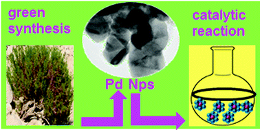 Graphical abstract: Biogenic synthesis of palladium nanoparticles using Pulicaria glutinosa extract and their catalytic activity towards the Suzuki coupling reaction