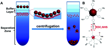 Graphical abstract: Asymmetric hetero-assembly of colloidal nanoparticles through “crash reaction” in a centrifugal field