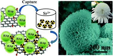 Graphical abstract: Efficient capture of strontium from aqueous solutions using graphene oxide–hydroxyapatite nanocomposites