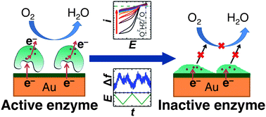 Graphical abstract: Sources of activity loss in the fuel cell enzyme bilirubin oxidase