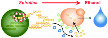 Graphical abstract: Direct conversion of Spirulina to ethanol without pretreatment or enzymatic hydrolysis processes