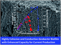 Graphical abstract: Engineering Geobacter sulfurreducens to produce a highly cohesive conductive matrix with enhanced capacity for current production