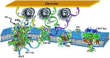 Graphical abstract: High photo-electrochemical activity of thylakoid–carbon nanotube composites for photosynthetic energy conversion