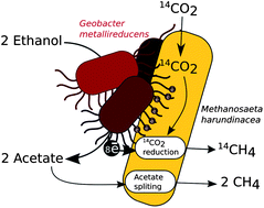 Graphical abstract: A new model for electron flow during anaerobic digestion: direct interspecies electron transfer to Methanosaeta for the reduction of carbon dioxide to methane