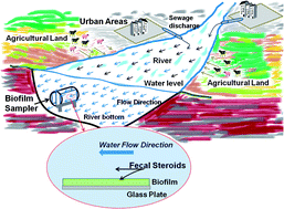 Graphical abstract: Evaluation of potential sewage contamination by fecal sterol biomarkers adsorbed in natural biofilms