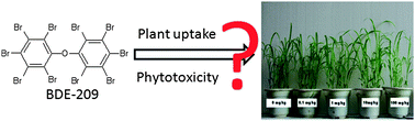 Graphical abstract: Plant uptake and phytotoxicity of decabromodiphenyl ether (BDE-209) in ryegrass (Lolium perenne L)