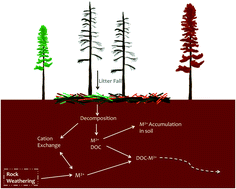 Graphical abstract: Changes in metal mobility associated with bark beetle-induced tree mortality