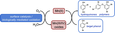 Graphical abstract: A critical review of the reactivity of manganese oxides with organic contaminants