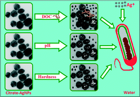 Graphical abstract: Natural water chemistry (dissolved organic carbon, pH, and hardness) modulates colloidal stability, dissolution, and antimicrobial activity of citrate functionalized silver nanoparticles