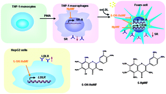 Graphical abstract: Effects of citrus flavonoids, 5-hydroxy-3,6,7,8,3′,4′-hexamethoxyflavone and 3,5,6,7,8,3′,4′-heptamethoxyflavone, on the activities of macrophage scavenger receptors and the hepatic LDL receptor