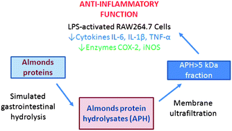 Graphical abstract: Almond protein hydrolysate fraction modulates the expression of proinflammatory cytokines and enzymes in activated macrophages