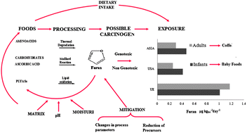 Graphical abstract: Furan: a critical heat induced dietary contaminant