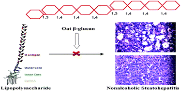 Graphical abstract: Oat β-glucan inhibits lipopolysaccharide-induced nonalcoholic steatohepatitis in mice