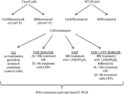 Graphical abstract: Evaluation of a possible direct effect by casein phosphopeptides on paracellular and vitamin D controlled transcellular calcium transport mechanisms in intestinal human HT-29 and Caco2 cell lines