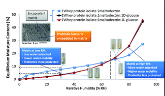 Graphical abstract: Water sorption properties, molecular mobility and probiotic survival in freeze dried protein–carbohydrate matrices