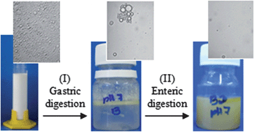 Graphical abstract: Stability and in vitro digestibility of emulsions containing lecithin and whey proteins