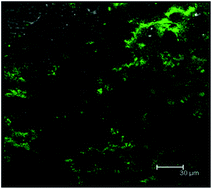 Graphical abstract: Utilization of solid lipid nanoparticles for enhanced delivery of curcumin in cocultures of HT29-MTX and Caco-2 cells