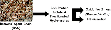 Graphical abstract: Brewers' spent grain (BSG) protein hydrolysates decrease hydrogen peroxide (H2O2)-induced oxidative stress and concanavalin-A (con-A) stimulated IFN-γ production in cell culture