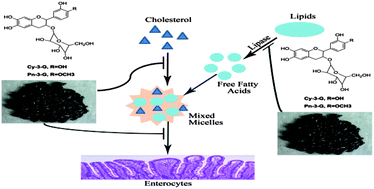 Graphical abstract: Black rice and anthocyanins induce inhibition of cholesterol absorption in vitro