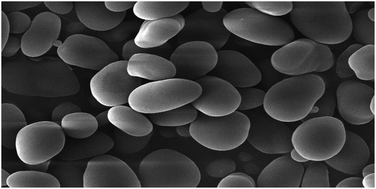 Graphical abstract: The in vitro effects of retrograded starch (resistant starch type 3) from lotus seed starch on the proliferation of Bifidobacterium adolescentis