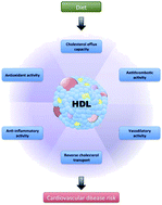 Graphical abstract: Dietary approaches to improving atheroprotective HDL functions