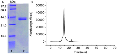 Graphical abstract: Partial characterization, in vitro antioxidant and antiproliferative activities of patatin purified from potato fruit juice