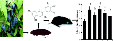 Graphical abstract: Honeysuckle anthocyanin supplementation prevents diet-induced obesity in C57BL/6 mice