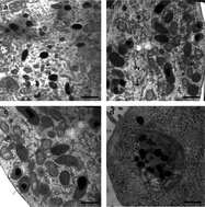 Graphical abstract: Tocotrienols enhance melanosome degradation through endosome docking/fusion proteins in B16F10 melanoma cells