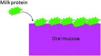 Graphical abstract: Investigation of milk proteins binding to the oral mucosa