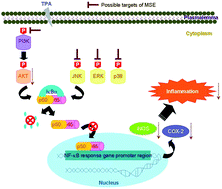 Graphical abstract: Inhibitory effects of Momordica grosvenori Swingle extracts on 12-O-tetradecanoylphorbol 13-acetate-induced skin inflammation and tumor promotion in mouse skin