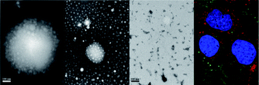 Graphical abstract: Elaboration and characterization of barley protein nanoparticles as an oral delivery system for lipophilic bioactive compounds