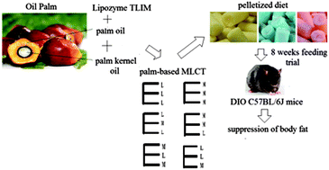 Graphical abstract: Short term and dosage influences of palm based medium- and long-chain triacylglycerols on body fat and blood parameters in C57BL/6J mice