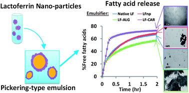 Graphical abstract: Responsiveness of emulsions stabilized by lactoferrin nano-particles to simulated intestinal conditions