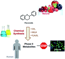 Graphical abstract: Anti-proliferative effects of quercetin and catechin metabolites