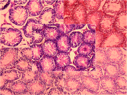 Graphical abstract: Grape seed proanthocyanidin extract prevents DDP-induced testicular toxicity in rats