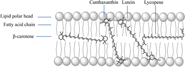 Graphical abstract: Liposomes as delivery systems for carotenoids: comparative studies of loading ability, storage stability and in vitro release
