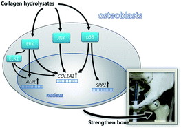 Graphical abstract: Collagen hydrolysates increased osteogenic gene expressions via a MAPK signaling pathway in MG-63 human osteoblasts