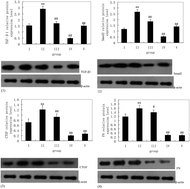 Graphical abstract: Effects of puerarin in STZ-induced diabetic rats by oxidative stress and the TGF-β1/Smad2 pathway