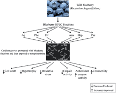 Graphical abstract: Blueberry polyphenols prevent cardiomyocyte death by preventing calpain activation and oxidative stress