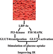 Graphical abstract: LBP-4a improves insulin resistance via translocation and activation of GLUT4 in OLETF rats