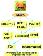 Graphical abstract: Persimmon Tannin accounts for hypolipidemic effects of persimmon through activating of AMPK and suppressing NF-κB activation and inflammatory responses in High-Fat Diet Rats