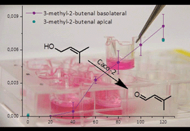 Graphical abstract: Transport of hop aroma compounds across Caco-2 monolayers