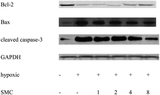 Graphical abstract: s-Methyl cysteine enhanced survival of nerve growth factor differentiated PC12 cells under hypoxic conditions