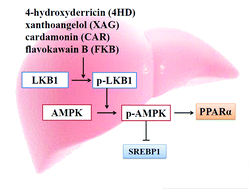 Graphical abstract: Chalcones suppress fatty acid-induced lipid accumulation through a LKB1/AMPK signaling pathway in HepG2 cells