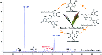 Graphical abstract: Interactions among chemical components of Cocoa tea (Camellia ptilophylla Chang), a naturally low caffeine-containing tea species